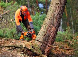 Best Tree Mulching  in Heartland, TX