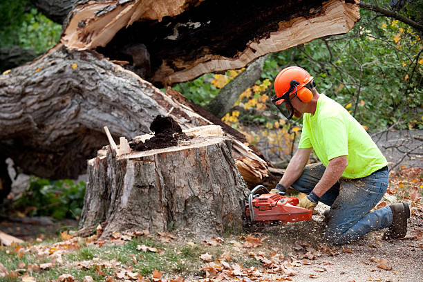 Best Tree Maintenance Programs  in Heartland, TX