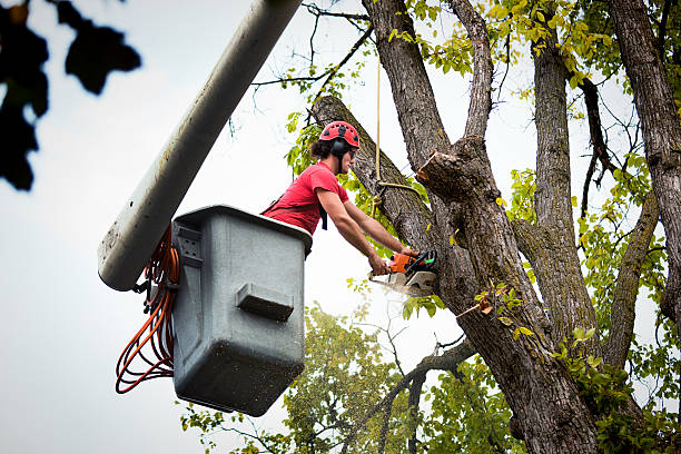 Best Palm Tree Trimming  in Heartland, TX