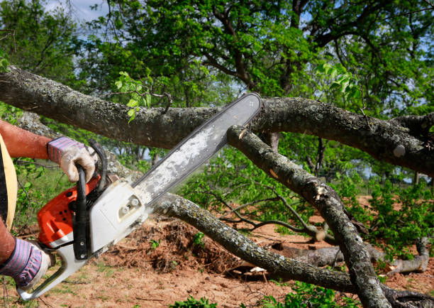 Best Fruit Tree Pruning  in Heartland, TX